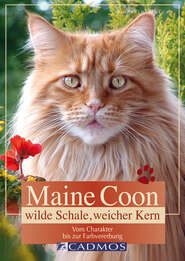 Maine Coon - Wilde Schale weicher Kern