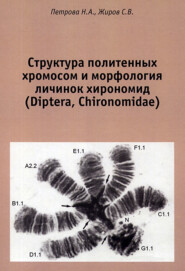 Структура политенных хромосом и морфология личинок хирономид (Diptera, Chironomidae). Атлас