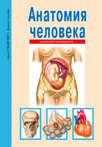 Анатомия человека: внутренние органы мужчины и женщины