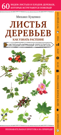 Читать онлайн «Листья деревьев. Как узнать растение», Михаил Куценко –  Литрес