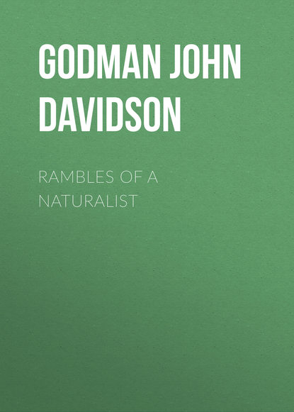 Rambles of a Naturalist (Godman John Davidson). 