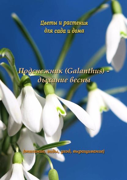Подснежник (Galanthus) – дыхание весны Федор Кольцов
