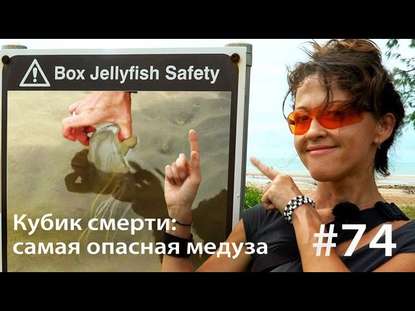 Кубик смерти: как достать самую опасную медузу (и выжить) - Евгения Тимонова