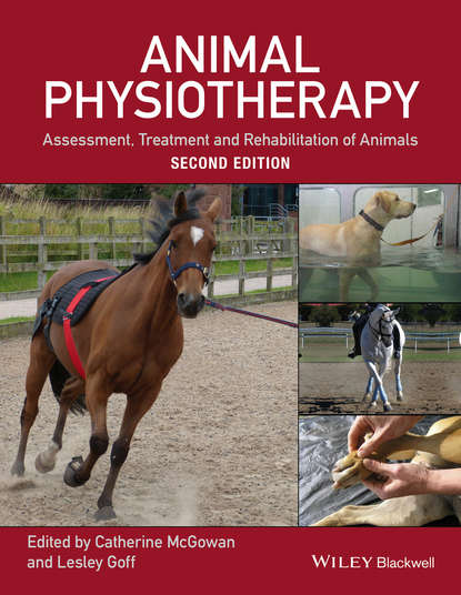 Группа авторов - Animal Physiotherapy