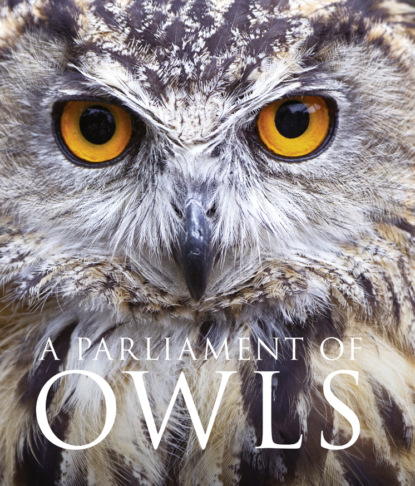 David  Tipling - A Parliament of Owls