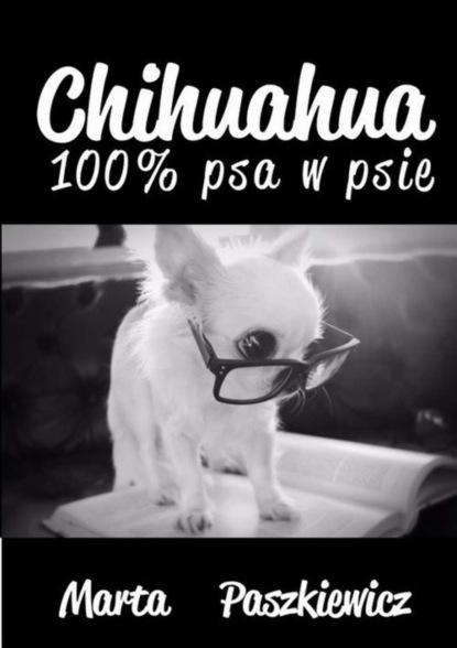 

Chihuahua 100% psa w psie