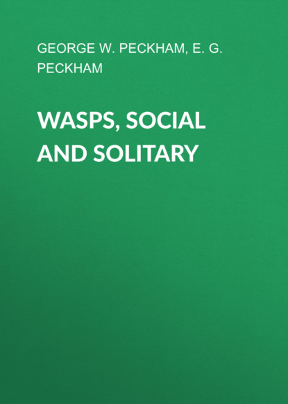 

Wasps, Social and Solitary