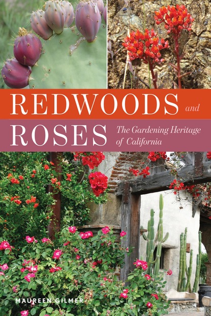 

Redwoods and Roses