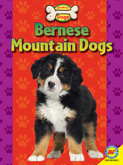 

Bernese Mountain Dogs