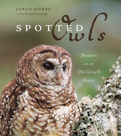 Jared - Spotted Owls