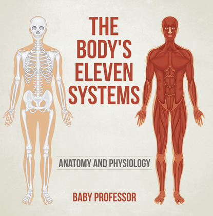 Baby Professor - The Body's Eleven Systems | Anatomy and Physiology