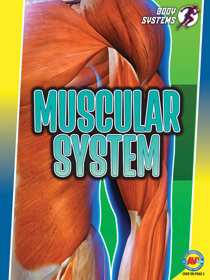 

Muscular System