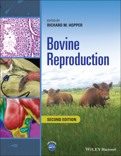 Группа авторов - Bovine Reproduction