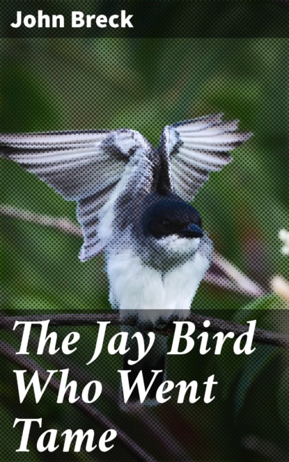 

The Jay Bird Who Went Tame