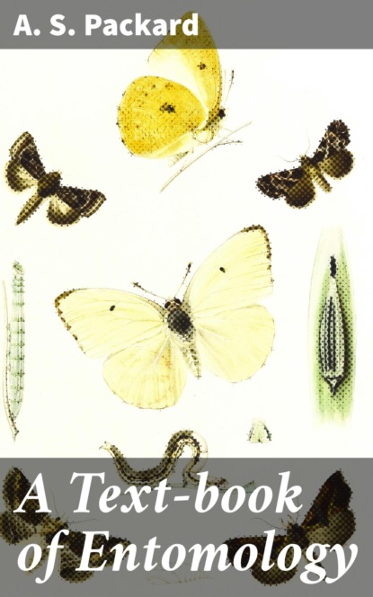 

A Text-book of Entomology