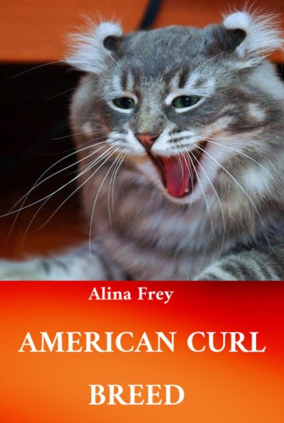 American Curl Breed (Alina Frey). 