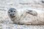 Эксперимент: латвийским рыбакам позволят стрелять в тюленей
