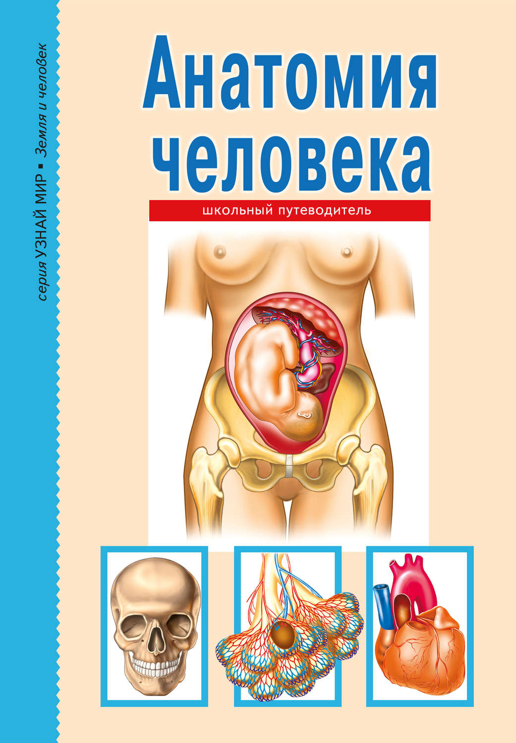 Книга анатомия человека. Афонькин анатомия книга. Энциклопедия анатомия человека. Книжка анатомия человека. Книга анатомия человека для детей.