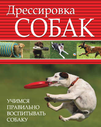 Одежда для собак в санкт Одежда для собак в санкт